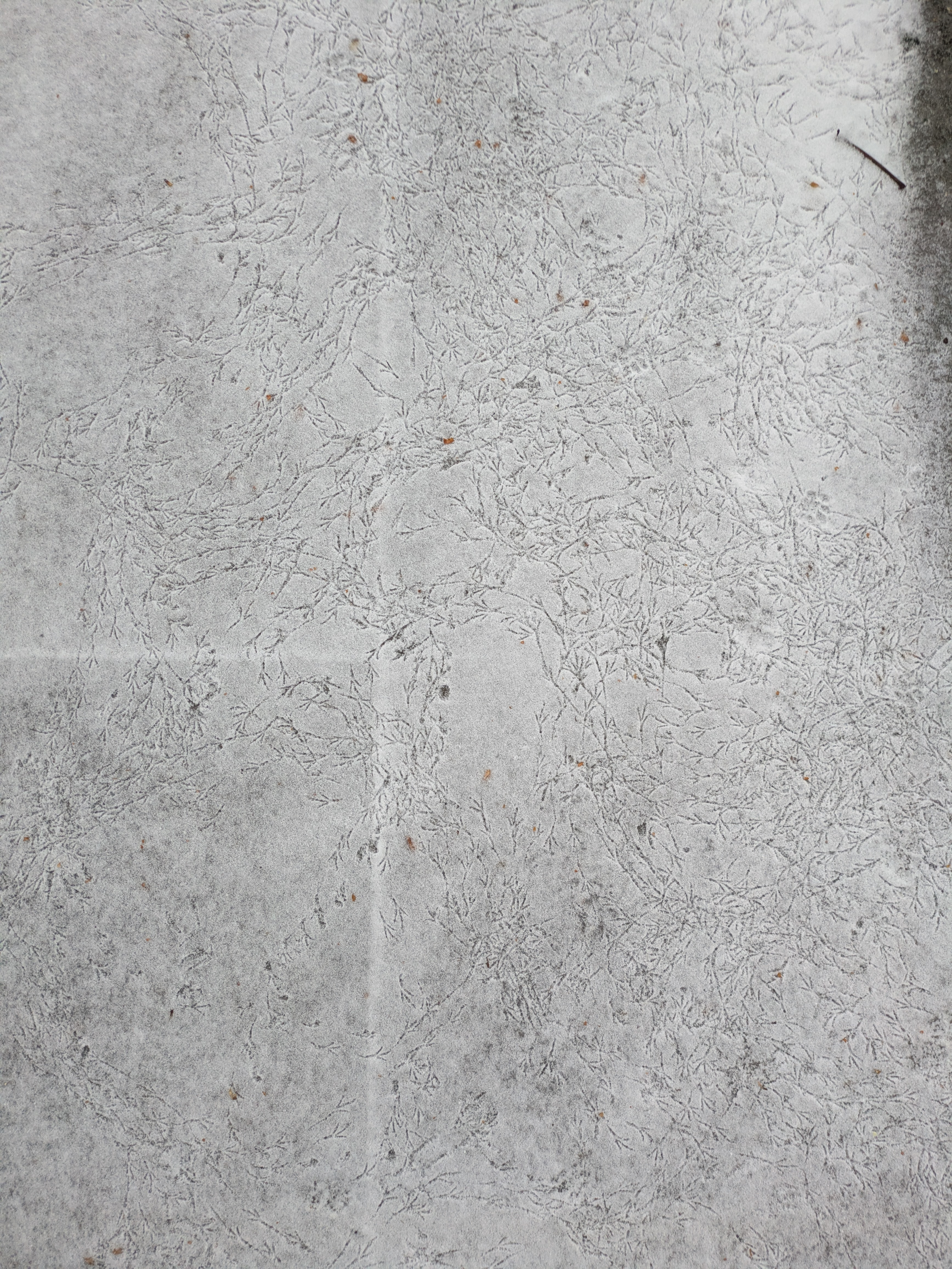 Lots and lots of bird tracks in a very thin layer of snow