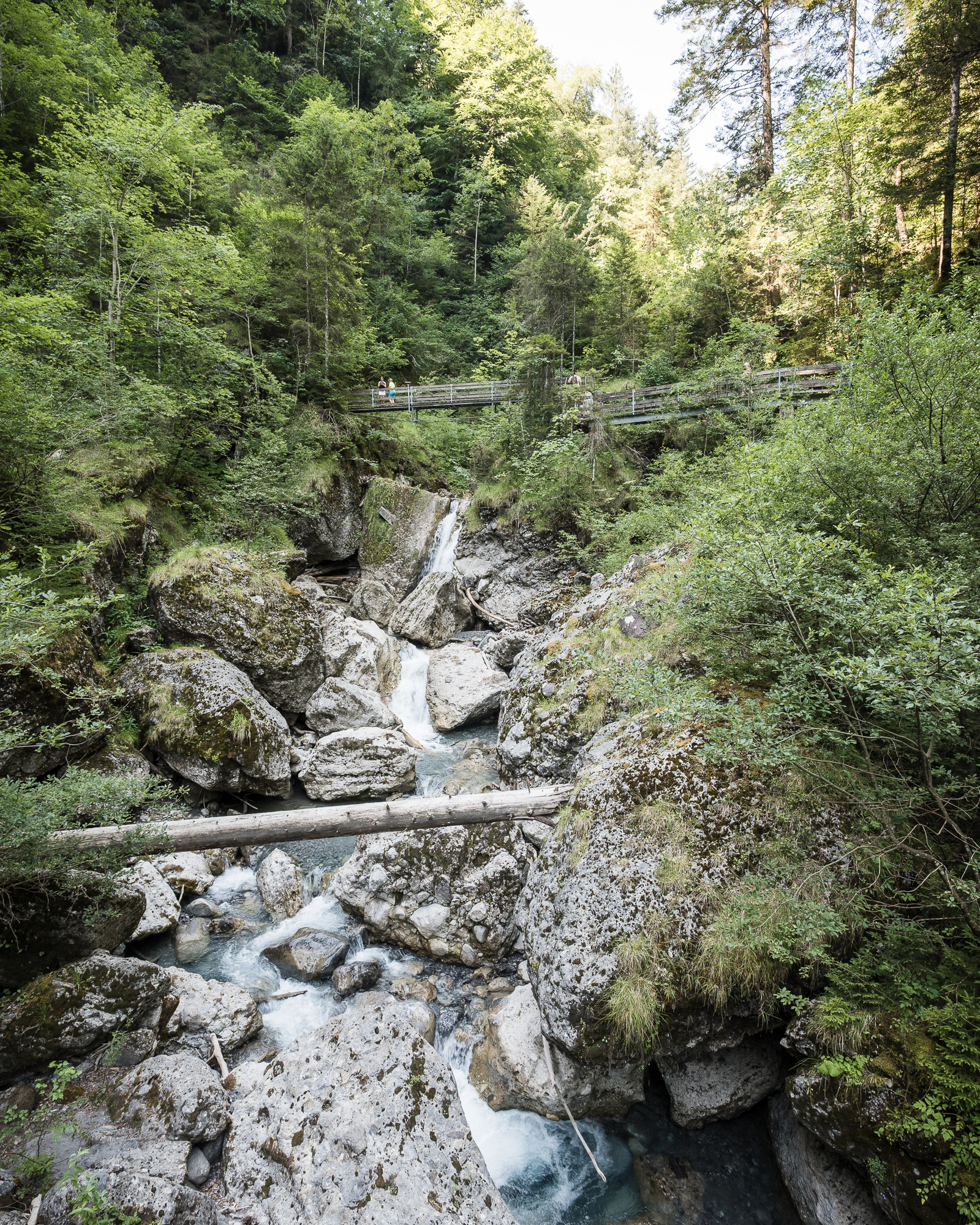 An impressive gorge with rocks in the center and greenery lining it. A tree crosses in the foreground. Further back there are wooden bridges spanning the opening.