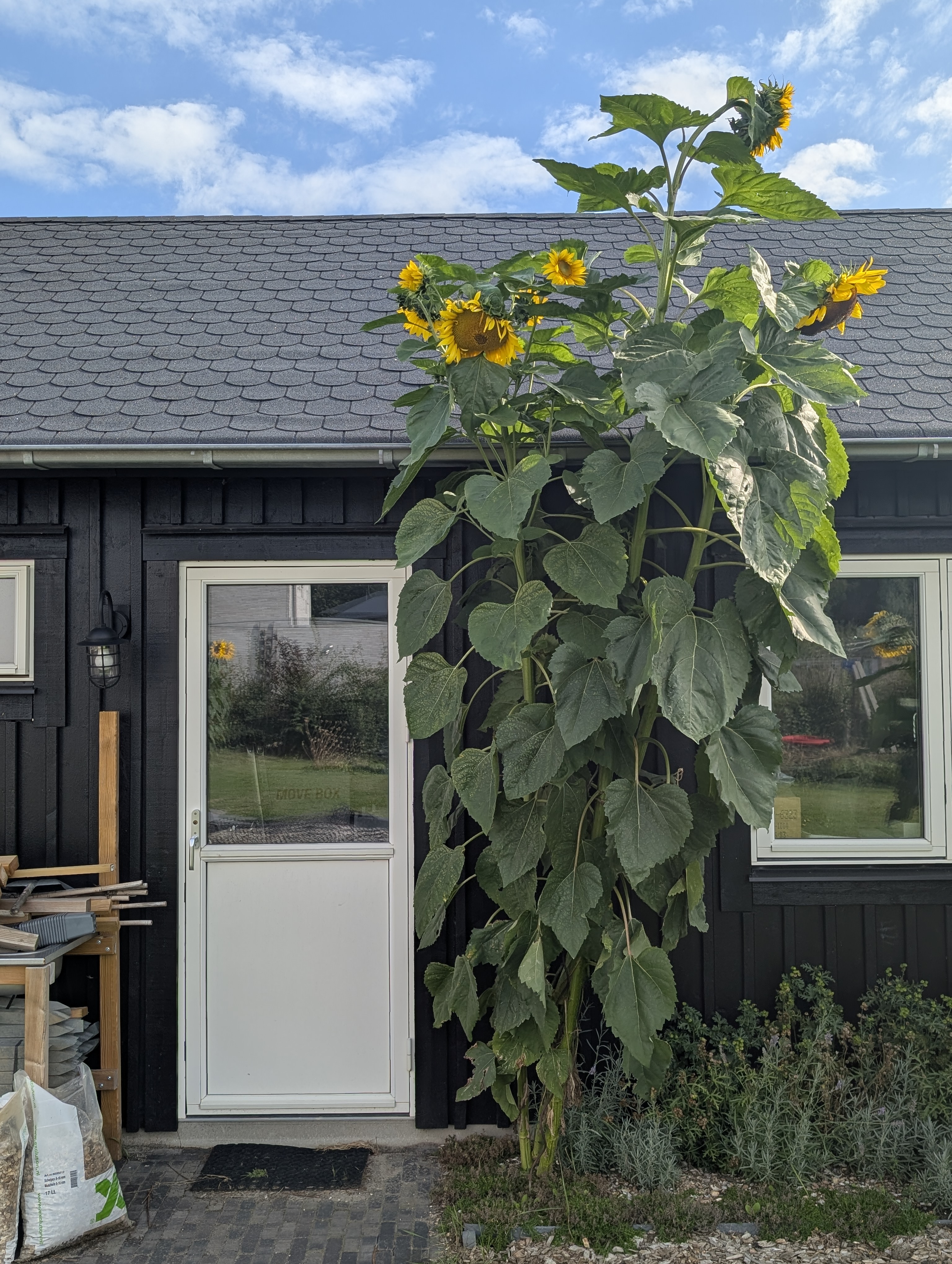 ±4m tall sunflower in front of a building, with a door for scale